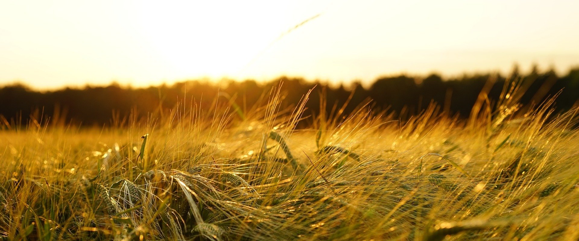 <br>AsPerA<br>Associazione Periti Agrari